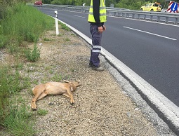 Νεκρό ζαρκάδι, εθνική οδό Θεσσαλονίκης - Σερρών