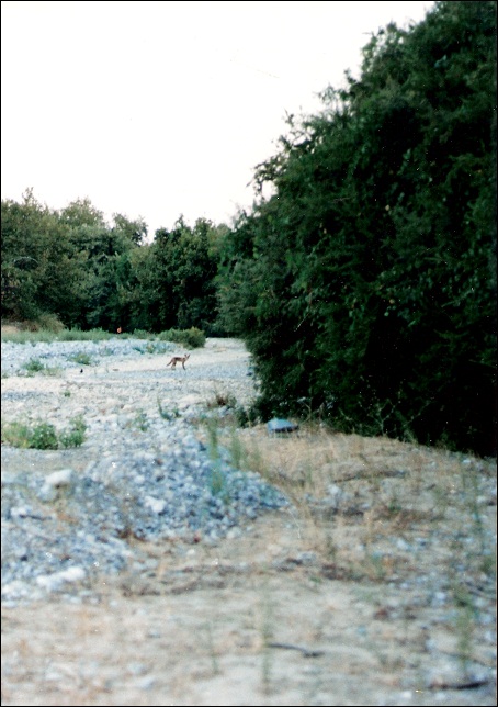 ΚΥΝΗΓΙ ΧΩΡΙΣ ΣΚΥΛΟ 7 3