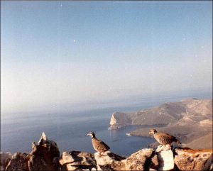 ΝΗΣΙΩΤΙΚΗ ΠΕΡΔΙΚΑ