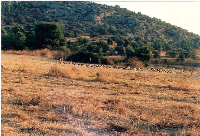 Aegina1990 3