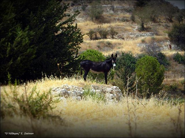 ΓΑΪΔΑΡΟΙ ΚΑΙ ΩΣΤΙΚΗ ΔΥΝΑΜΗ DonkeyPachnaLimassol