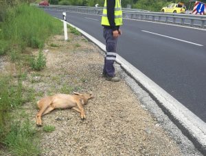 Νεκρό ζαρκάδι σε τροχαίο στην εθνική οδό Θεσσαλονίκης – Σερρών
