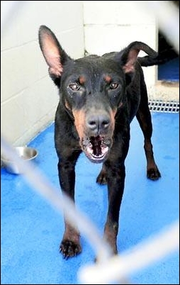 GeorgiaFeralKillerDog
