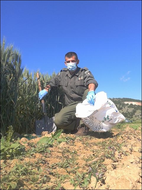 Καταγγελία της Κυνηγετικής Ομοσπονδίας Μακεδονίας – Θράκης για τοποθέτηση δηλητηριασμένης ζωοτροφής με σκοπό την θανάτωση άγριων θηλαστικών (αγριόχοιρων) MakThrak1