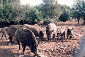 ΡΥΘΜΙΣΤΙΚΗ ΑΠΟΦΑΣΗ ΚΥΝΗΓΙΟΥ 2009-2010